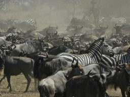 Seronera_and_Lobo2003-011